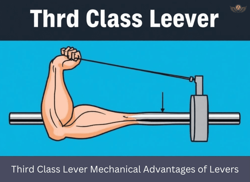 In this type of lever, effort takes place between the fulcrum and the load, as during a biceps curl.